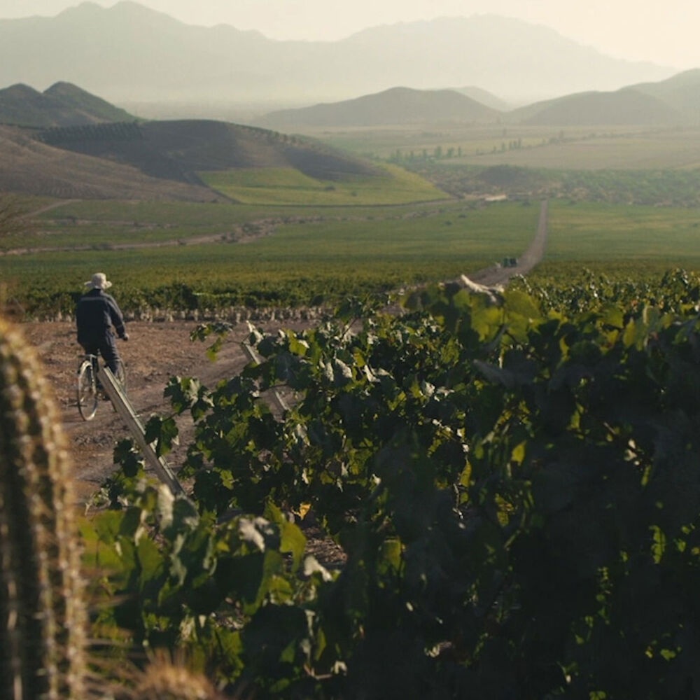 Cono Sur_ Campaign film_ 2016 Cono Sur_ Campaign film_ 2016